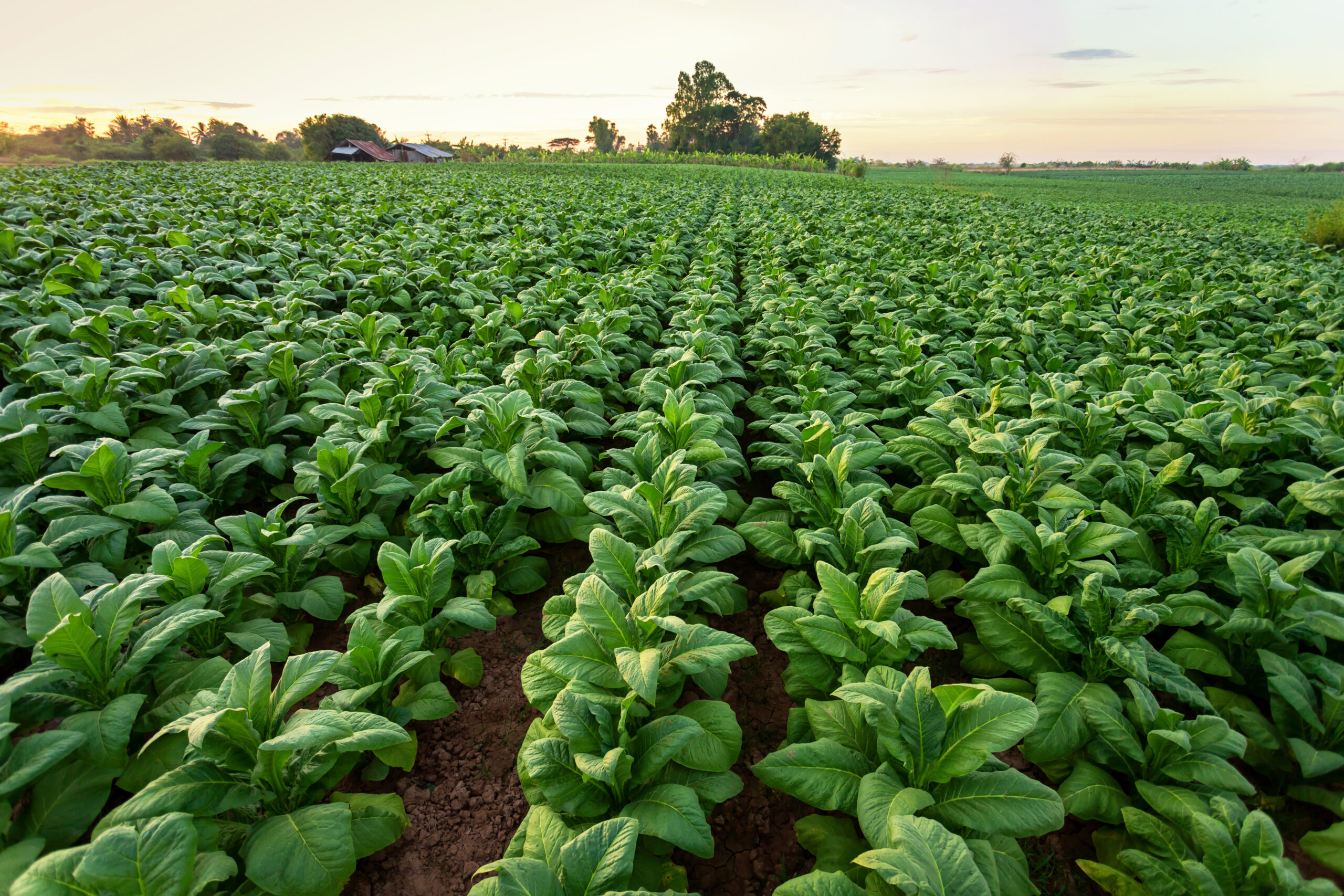 Kezzler announce Scott Farms track and trace tobacco solution