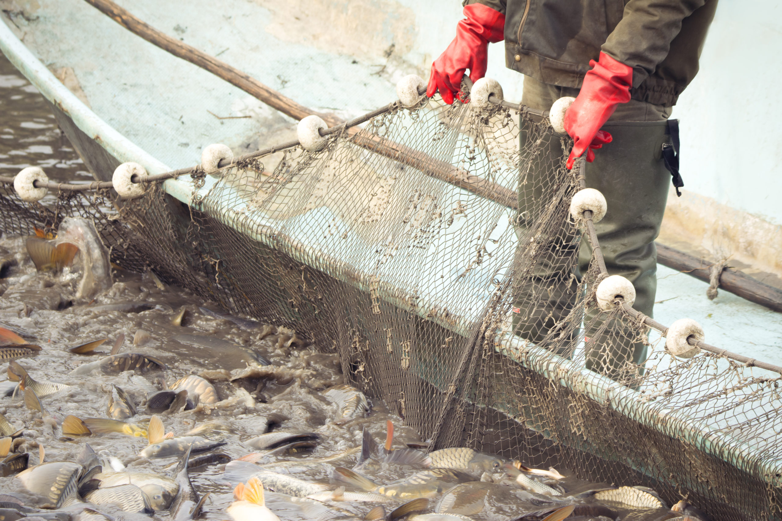 Regulating and securing the complete seafood journey