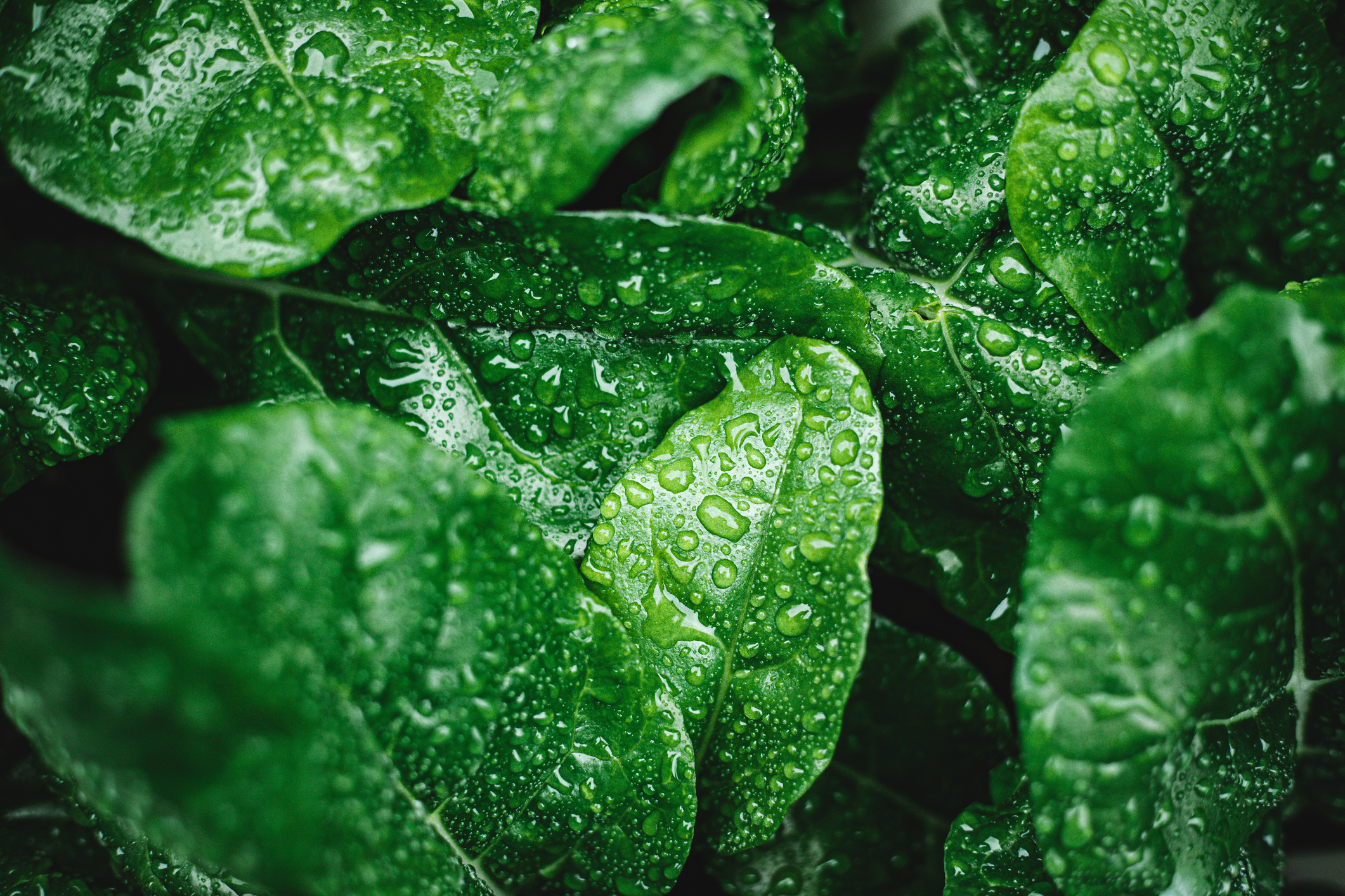 FSMA 204 compliance for leafy greens