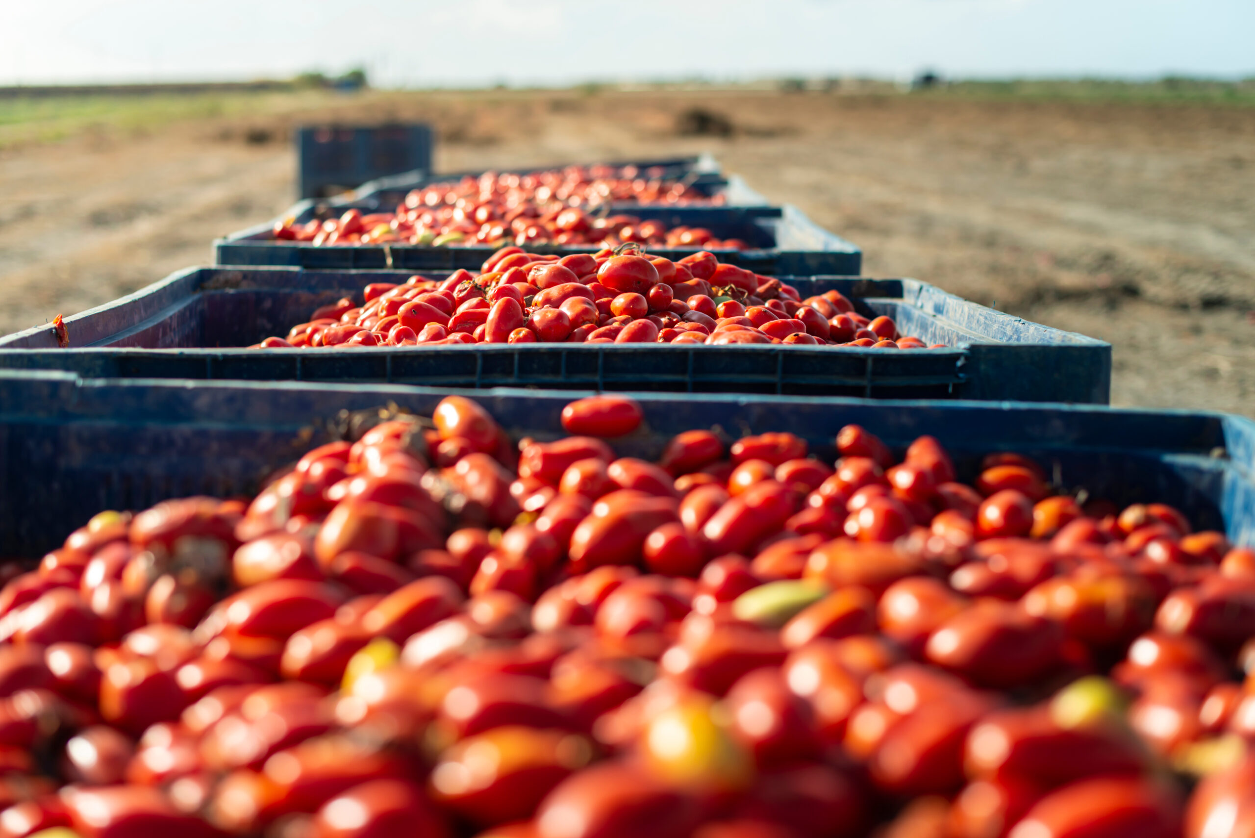 The FSMA 204 delay: a pause, not a pivot